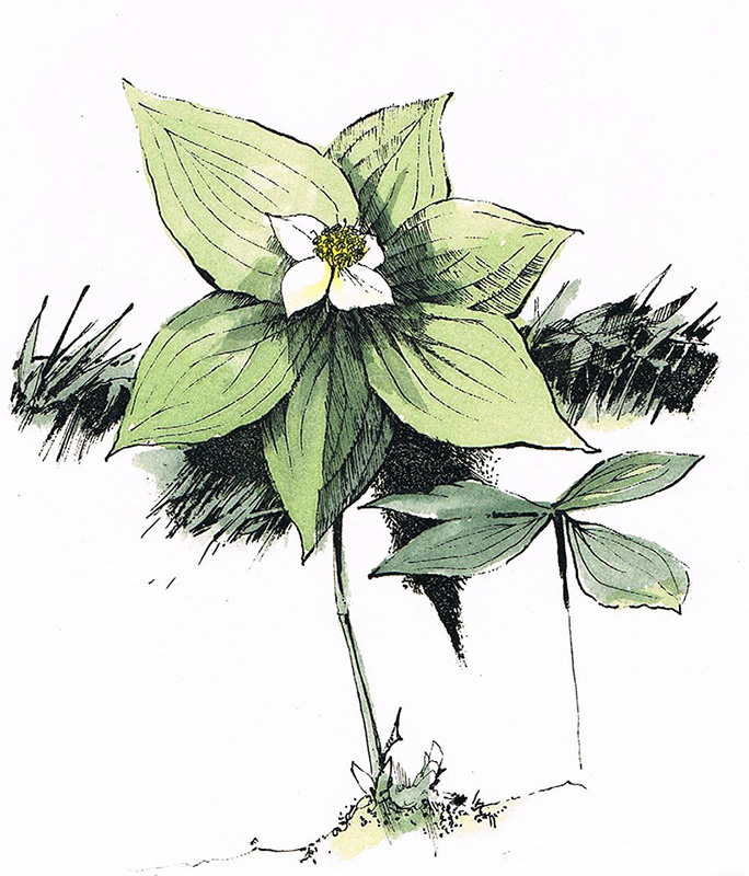 Cornus Canadensis (Green)