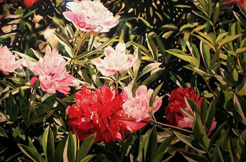 Pink and Red Peonies