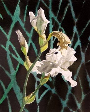 White Iris II