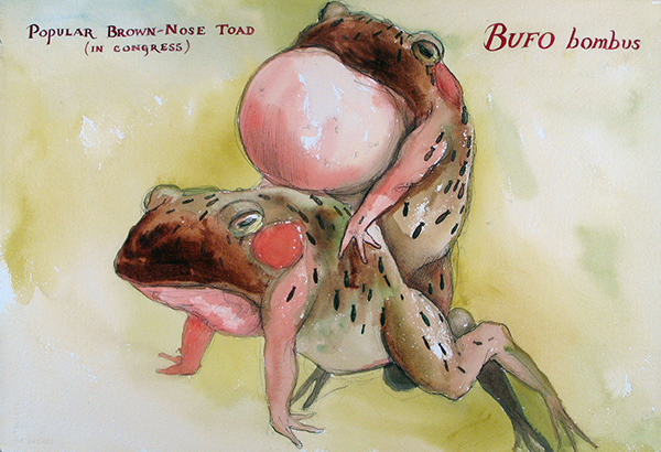 Popular Brown Nose Toad