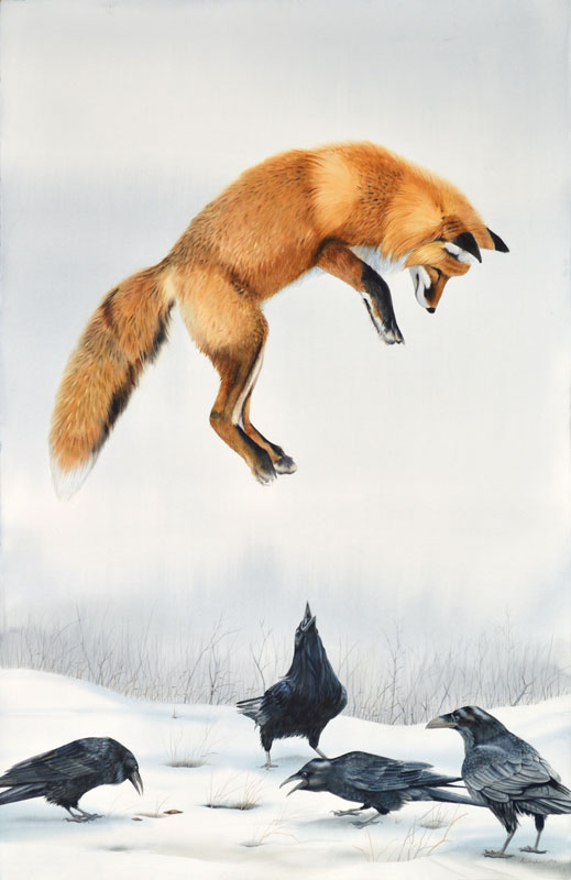 Fox Pouncing with Ravens