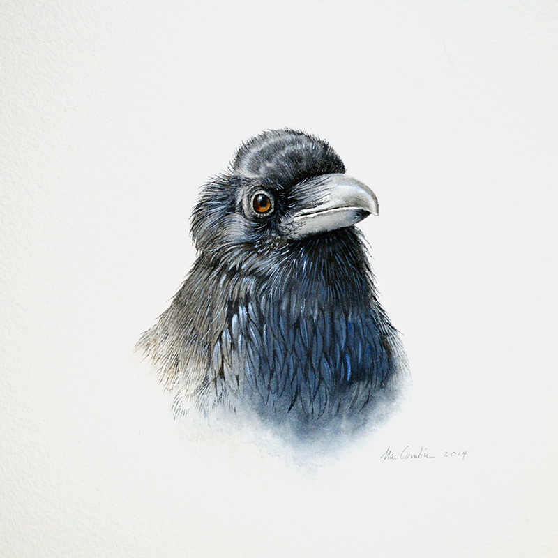 Raven Portrait III