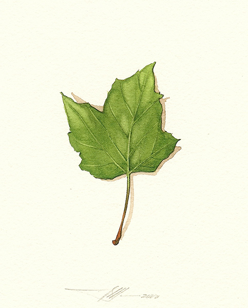 Leaf (introduction)