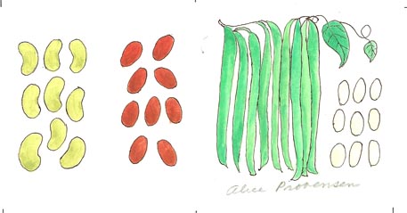 The Book of Silly Soup: Beans