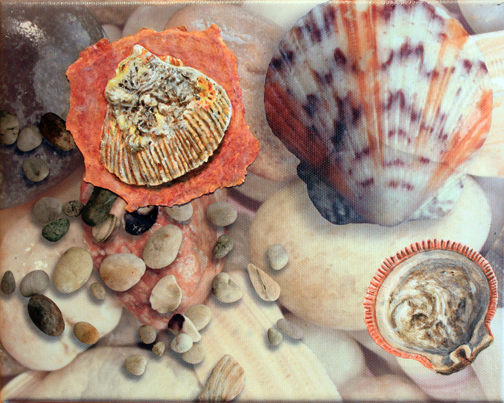 Pebbles and Shells 1