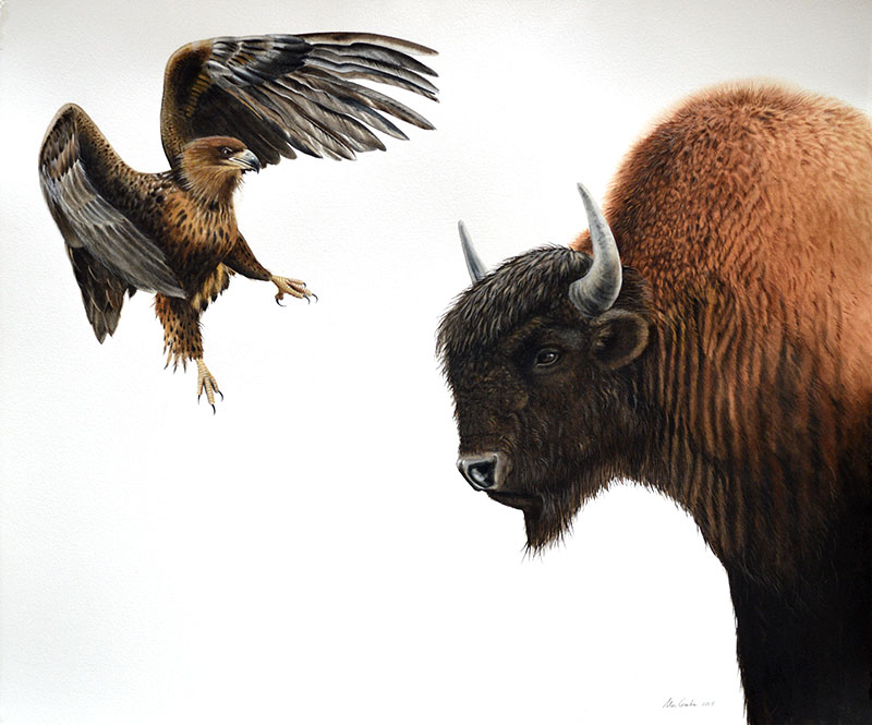 Buffalo and Hawk