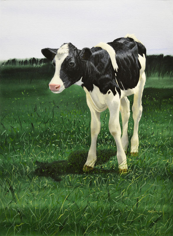 Holstein Calf I