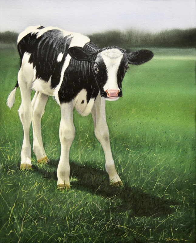 Holstein Calf II