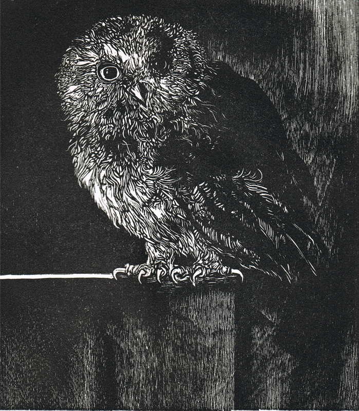 Owl Woodcut