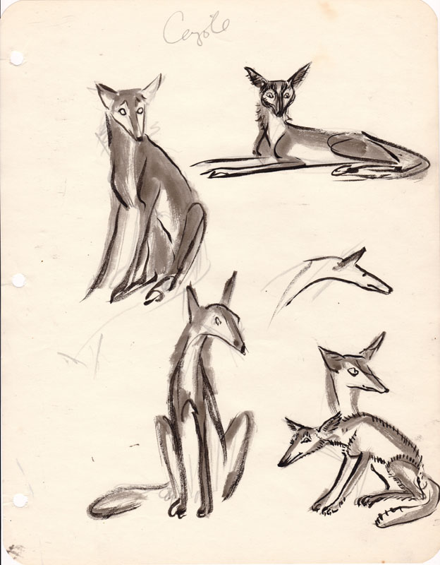 Sketchbook Coyote III