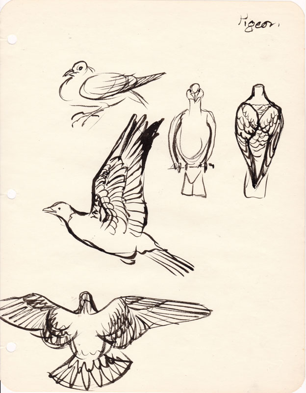 Sketchbook Pigeon