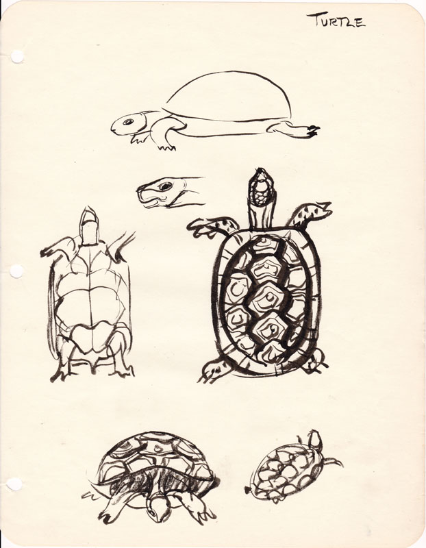 Sketchbook Turtle III
