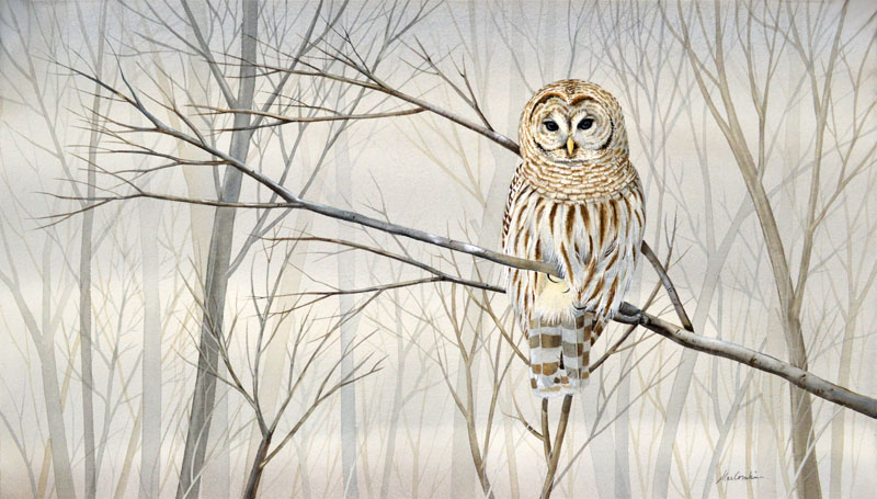 Perched Owl
