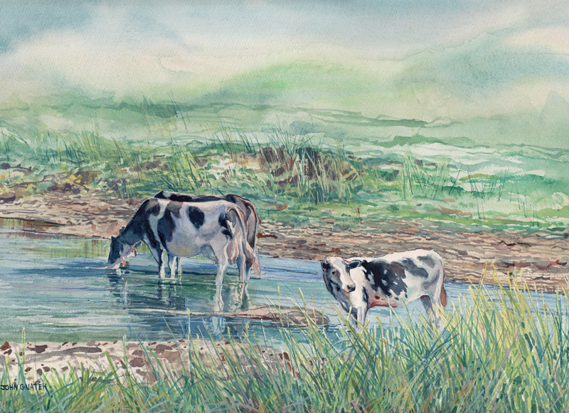 Cows, Fort River Hadley