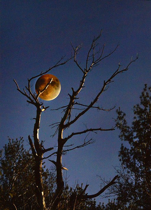 Lunar Eclipse Against Tree
