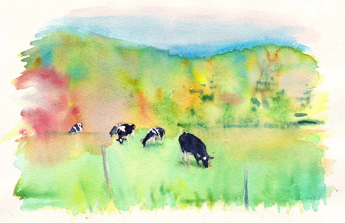 Cows Munching Grass