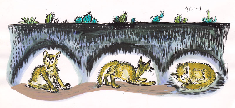 The Coyote Family Hand Colored I