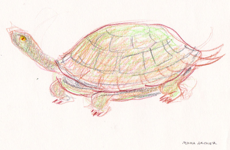 Turtle Study