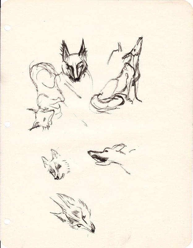 Sketchbook Coyote VII