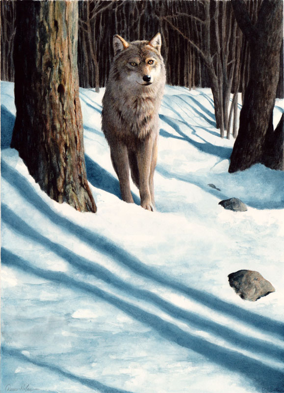 Wolf in the Woods